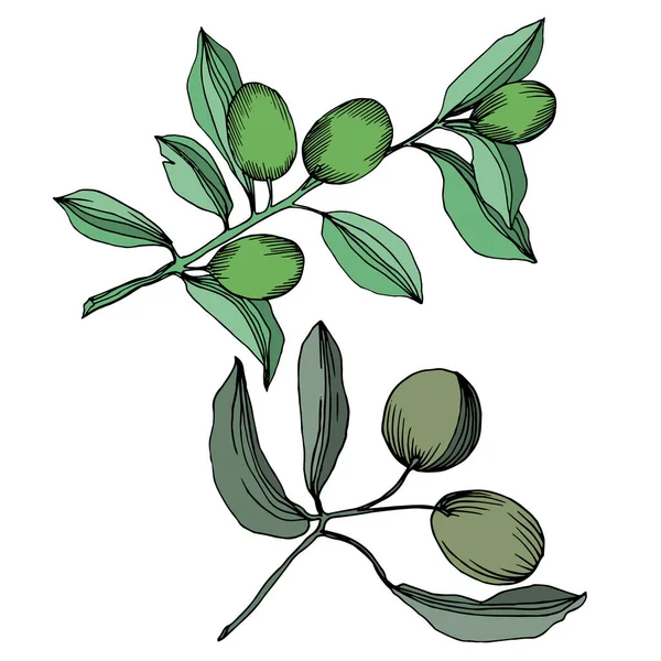 Vector Rama de olivo con fruta. Tinta grabada en blanco y negro. Elemento ilustrativo olivo aislado . — Archivo Imágenes Vectoriales