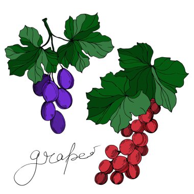 Vector Grape Berry sağlıklı yemek. Siyah beyaz işlemeli mürekkep sanatı. İzole edilmiş üzüm illüstrasyon ögesi.