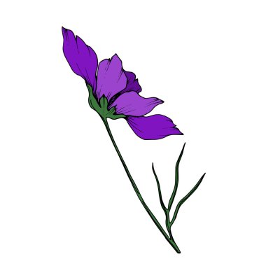 Vektör Cosmos çiçek botanik çiçekler. Siyah ve beyaz oyulmuş mürekkep sanatı. Yalıtılmış cosmea illüstrasyon öğesi.