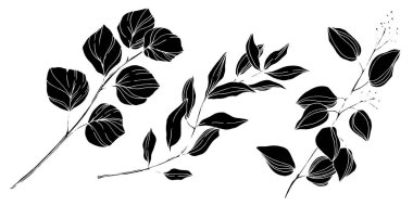 Vektör okaliptüs ağacı yaprakları. Siyah beyaz işlemeli mürekkep sanatı. İzole edilmiş okaliptüs illüstrasyon ögesi.