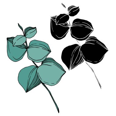 Vektör okaliptüs ağacı yaprakları. Siyah beyaz işlemeli mürekkep sanatı. İzole edilmiş okaliptüs illüstrasyon ögesi.