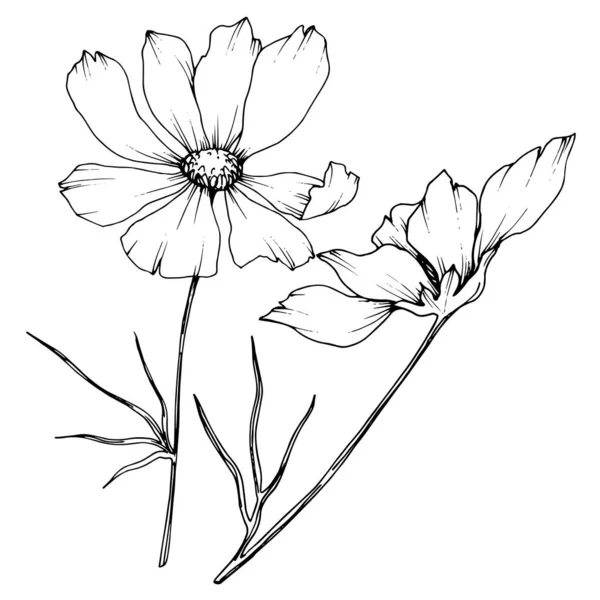 Vector Cosmos flores botânicas florais. Tinta gravada a preto e branco. Isolado elemento de ilustração cosmea . — Vetor de Stock
