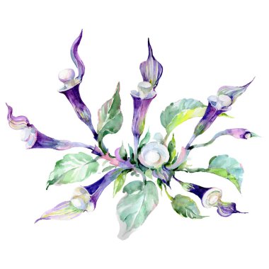 Mor buket çiçek botanik çiçekler. Suluboya arka plan illüstrasyon seti. İzole buketleri illüstrasyon elemanı.