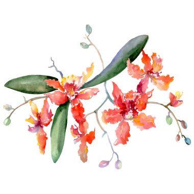 Orkide buketi çiçekli botanik çiçekleri. Suluboya arkaplan çizimi. İzole buketler çizim ögesi.