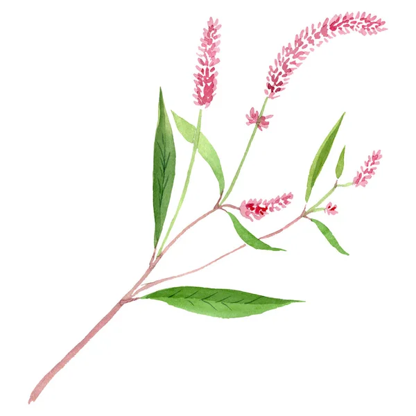 식물의 꽃인 식물학적 인 꽃. 수채 색 배경 삽화 세트. 외딴곳에 있는 약초의 비유적 요소. — 스톡 사진