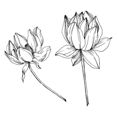 Vektör Lotus çiçek botanik çiçek. Siyah ve beyaz oyulmuş mürekkep sanatı. İzole lotus illüstrasyon elemanı.