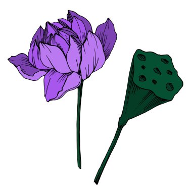 Vektör Lotus çiçek botanik çiçek. Siyah ve beyaz oyulmuş mürekkep sanatı. İzole lotus illüstrasyon elemanı.
