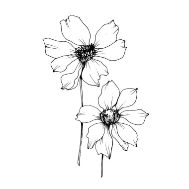 Vector Cosmos floral botanical flowers. Black and white engraved ink art. Isolated cosmea illustration element. clipart