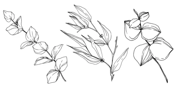 矢量桉树叶子。 黑白版画水墨艺术. 孤立桉树说明性元素. — 图库矢量图片