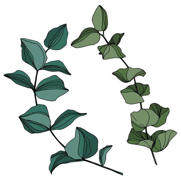 Vector Eucalyptus tree leaves. Black and white engraved ink art. Isolated eucalyptus illustration element.