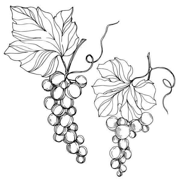 Vetor Grape berry alimentos saudáveis. Arte de tinta gravada em preto e branco. Elemento de ilustração de uva isolada. —  Vetores de Stock