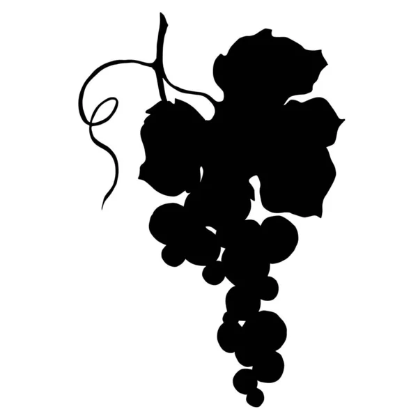 Vetor Grape berry alimentos saudáveis. Arte de tinta gravada em preto e branco. Elemento de ilustração de uva isolada. —  Vetores de Stock