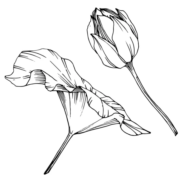 Vektor Lotus Blumen botanische Blume. Schwarz-weiß gestochene Tuschekunst. isoliertes Lotus-Illustrationselement. — Stockvektor