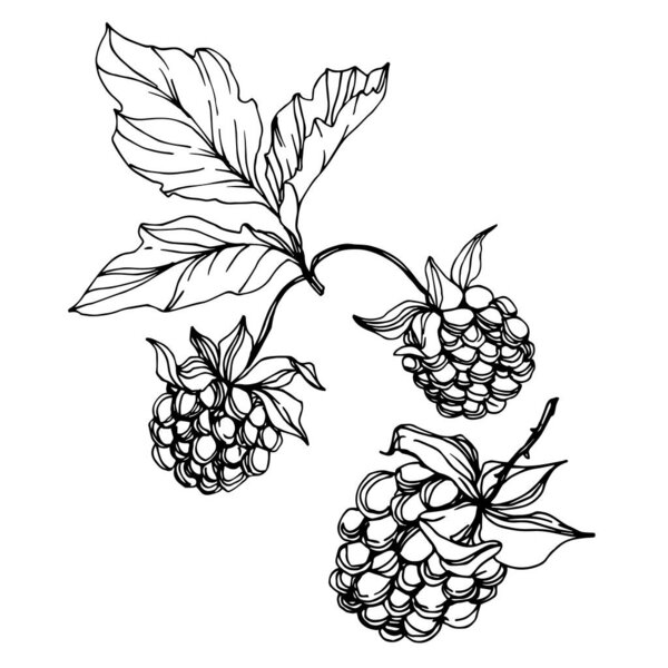 Vector Blackberry здоровое питание. Черно-белый рисунок чернил. Изолированный ягодный элемент
.