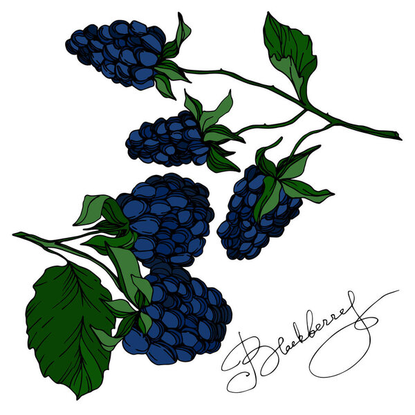 Vector Blackberry healthy food. Black and white engraved ink art. Isolated berry illustration element.