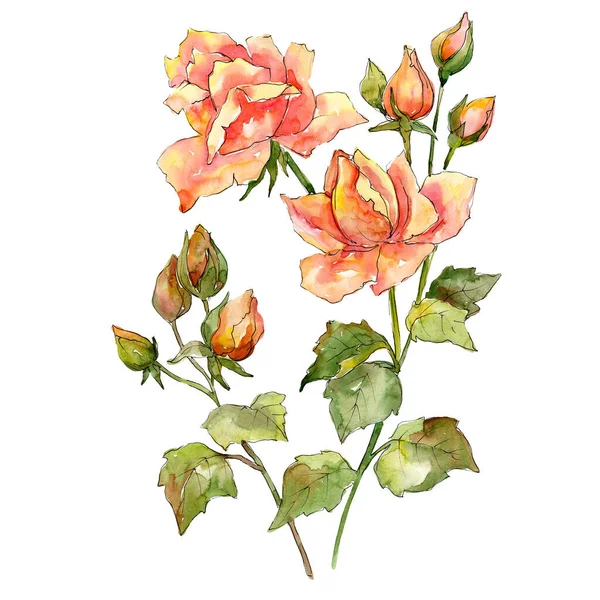 Mazzo di fiori botanici floreali rosa. Acquerello sfondo illustrazione set. Mazzi isolati elemento illustrazione . — Foto Stock