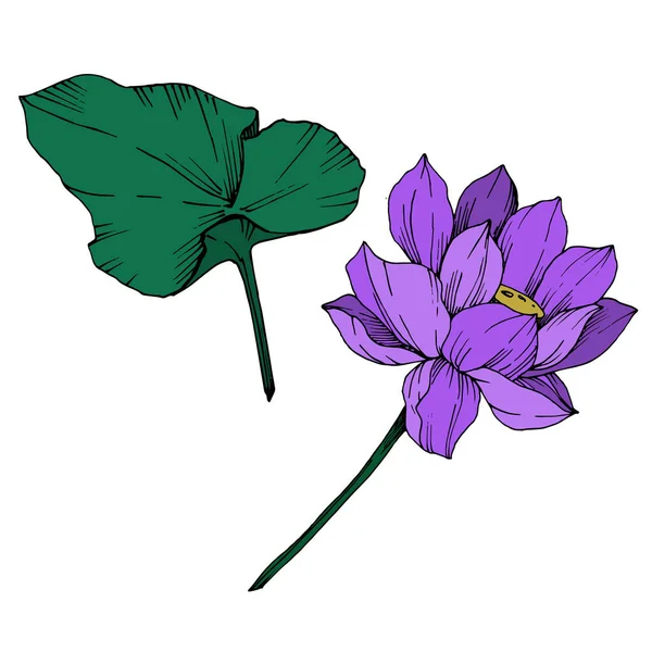 Vector Lotus floral botanical flower. Black and white engraved ink art. Isolated lotus illustration element.