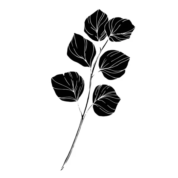 유칼립투스 나무의 잎입니다. 흑백으로 새긴 잉크 예술 작품이죠. 유칼립투스의 독특 한 삽화 요소. — 스톡 벡터