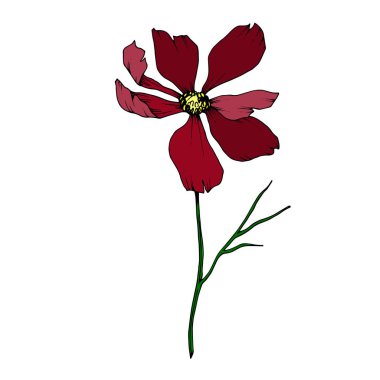 Vektör Cosmos çiçek botanik çiçekler. Siyah ve beyaz oyulmuş mürekkep sanatı. Yalıtılmış cosmea illüstrasyon öğesi.