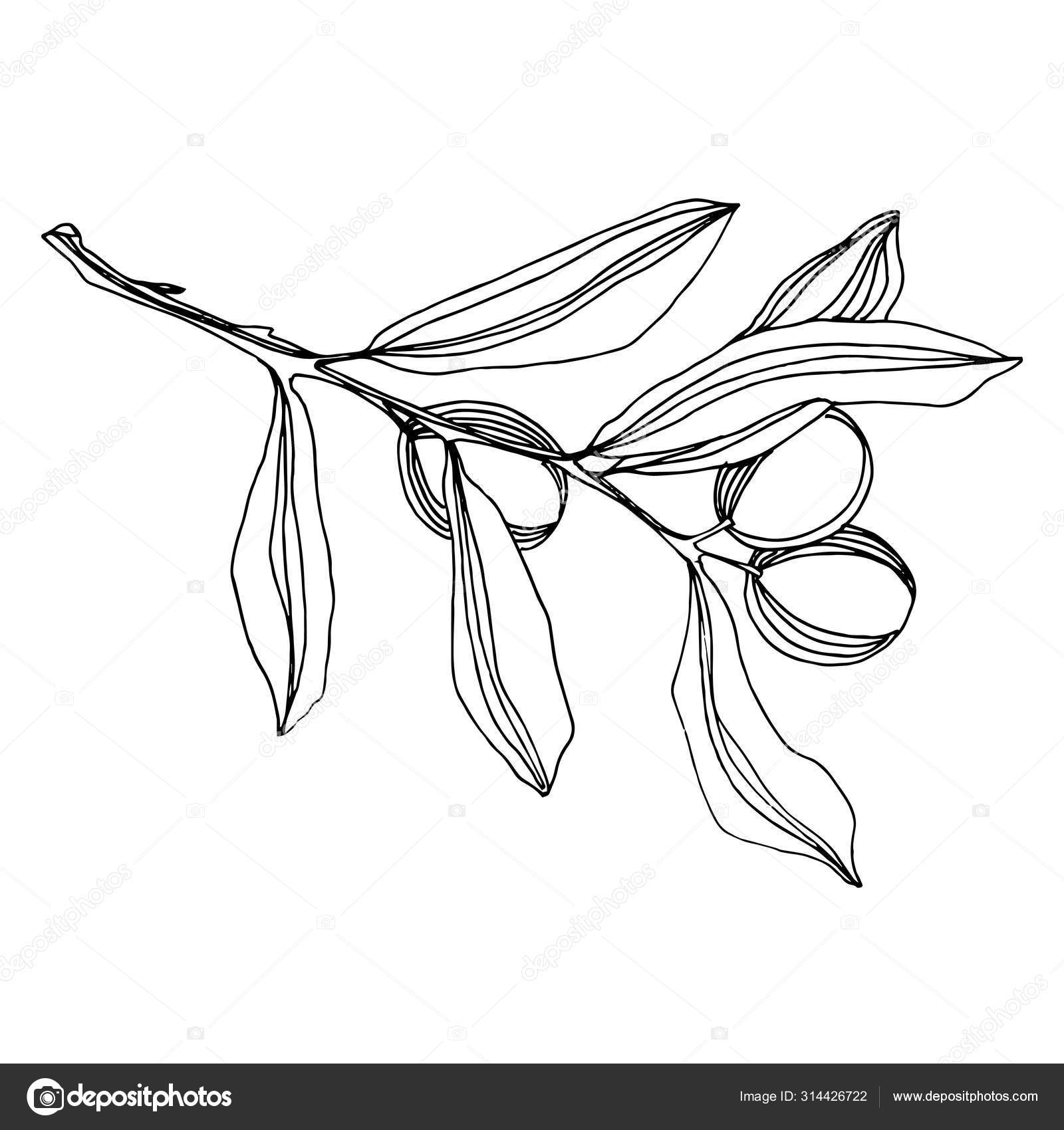 Silueta De La Rama De Olivoストックベクター ロイヤリティフリーsilueta De La Rama De Olivoイラスト ページ 14 Depositphotos