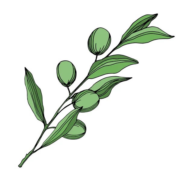 Vector olivová větev s ovocem. Černé a bílé ryté inkoustem. Izolovaný ilustrační prvek. — Stockový vektor