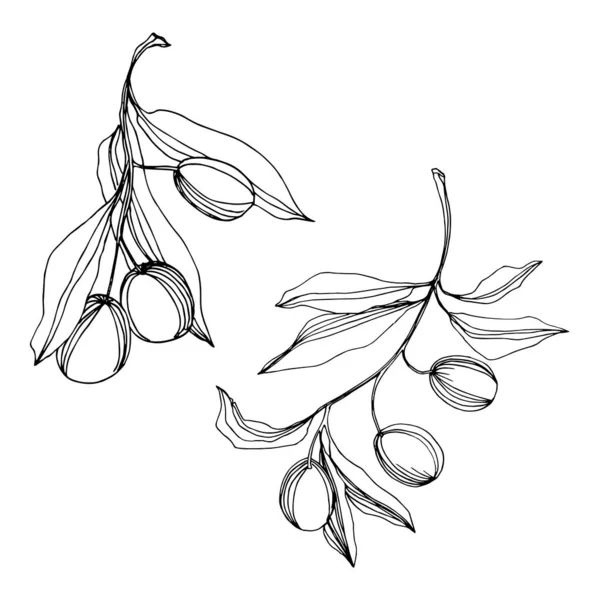 Vecteur Branche d'olivier aux fruits. Encre gravée en noir et blanc. Elément d'illustration d'olive isolé . — Image vectorielle