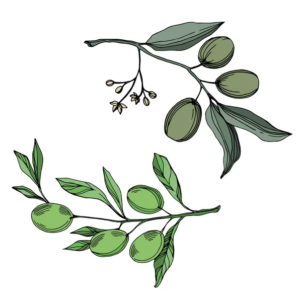 Vettore Ramo d'ulivo con frutta. Inchiostro inciso in bianco e nero art. Elemento isolante di illustrazione dell'oliva . — Vettoriale Stock