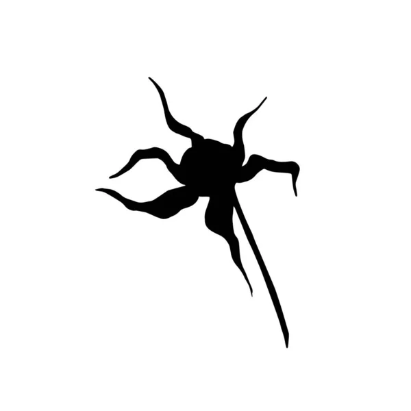 ベクトルコスモス花植物の花。黒と白の彫刻インクアート。分離されたコスメアイラスト要素. — ストックベクタ