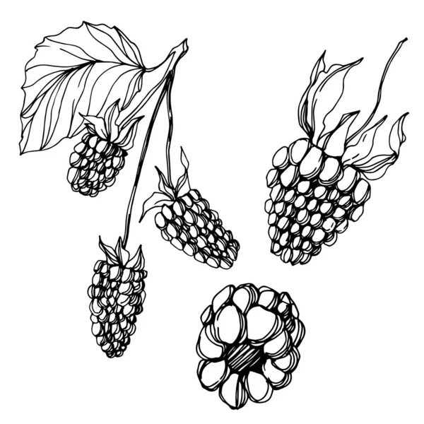 Vector Blackberry comida saludable. Tinta grabada en blanco y negro. Elemento de ilustración de bayas aisladas . — Vector de stock