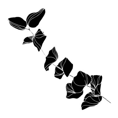 Vektör okaliptüs ağacı yaprakları. Siyah beyaz işlemeli mürekkep sanatı. İzole edilmiş okaliptüs illüstrasyon ögesi.