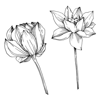 Vektör Lotus çiçek botanik çiçek. Siyah ve beyaz oyulmuş mürekkep sanatı. İzole lotus illüstrasyon elemanı.