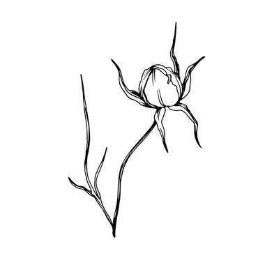 Vektör Cosmos çiçek botanik çiçekler. Siyah ve beyaz oyulmuş mürekkep sanatı. Yalıtılmış cosmea illüstrasyon öğesi.