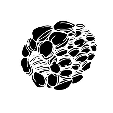 Vektör Blackberry sağlıklı gıda. Siyah ve beyaz oyulmuş mürekkep sanatı. İzole berry illüstrasyon elemanı.