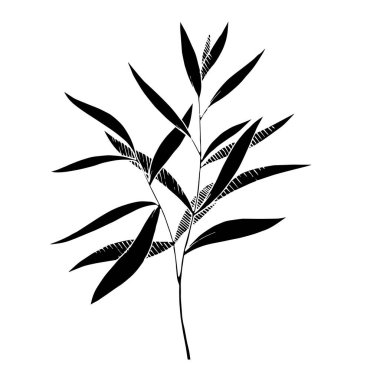 Vektör Okaliptüs daldan ayrılıyor. Siyah beyaz işlemeli mürekkep sanatı. İzole edilmiş dallar illüstrasyon ögesi.