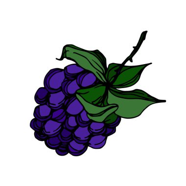 Vektör Blackberry sağlıklı gıda. Siyah ve beyaz oyulmuş mürekkep sanatı. İzole berry illüstrasyon elemanı.