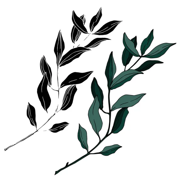 유칼립투스 나무의 잎입니다. 흑백으로 새긴 잉크 예술 작품이죠. 유칼립투스의 독특 한 삽화 요소. — 스톡 벡터