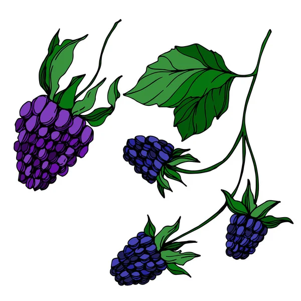 Vektor Blackberry gesunde Ernährung. Schwarz-weiß gestochene Tuschekunst. isolierte Beerenillustration Element. — Stockvektor