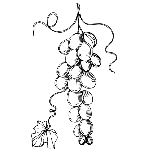 Векторное здоровое питание из ягод винограда. Черно-белый рисунок чернил. Изолированный элемент иллюстрации винограда . — стоковый вектор