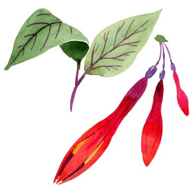 Kırmızı fuşya çiçek botanik çiçekleri. Suluboya arka plan seti. İzole fuşya illüstrasyon elemanı.