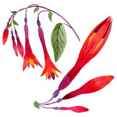 Kırmızı fuşya çiçek botanik çiçekleri. Suluboya arka plan seti. İzole fuşya illüstrasyon elemanı.