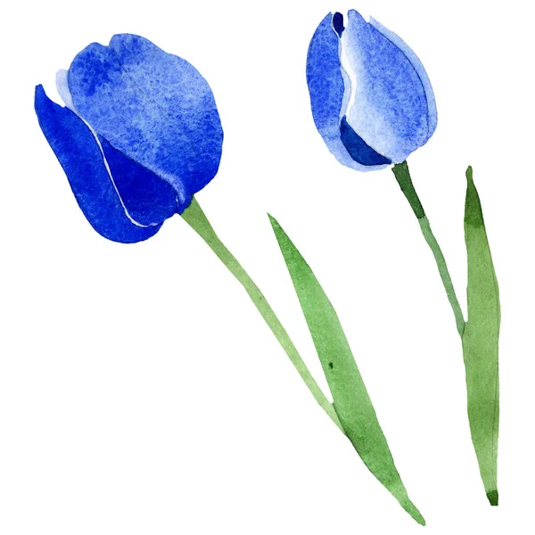 Flores botánicas florales de tulipán azul. Conjunto de ilustración de fondo acuarela. Elemento ilustrativo de tulipanes aislados . — Foto de Stock