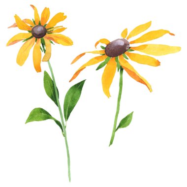 Rudbeckia hirta botanik çiçekleri. Suluboya arka plan seti. İzole edilmiş rudbeckia illüstrasyon ögesi.