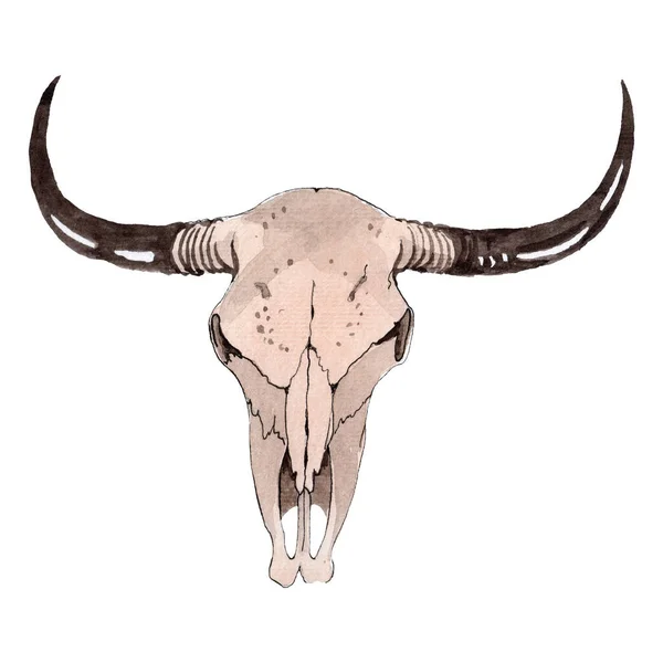 Lebka krávy izolovaná. Ilustrace pozadí akvarelu. Izolovaný ilustrační prvek lebky. — Stock fotografie