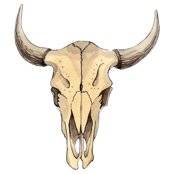 소의 두 개골은 고립되어 있습니다. 수채 색 배경 삽화 세트. 분리 된 두개골 삽화 요소. — 스톡 사진