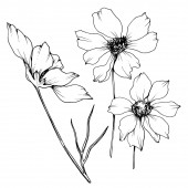 Vector Cosmos virágos botanikus virágok. Fekete-fehér vésett tinta Art. Izolált cosmea illusztrációs elem.