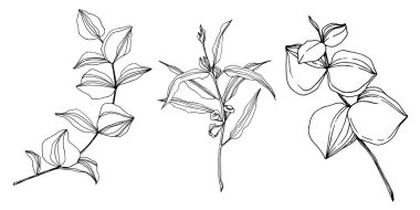 Vektör okaliptüs ağacı yaprakları. Siyah beyaz işlemeli mürekkep sanatı. İzole edilmiş okaliptüs illüstrasyon ögesi.