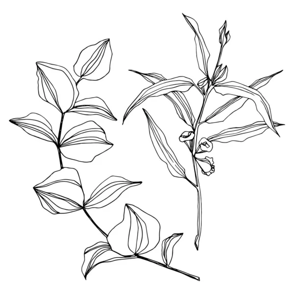 Vektorblätter von Eukalyptusbäumen. Schwarz-weiß gestochene Tuschekunst. Isoliertes Eukalyptus-Illustrationselement. — Stockvektor