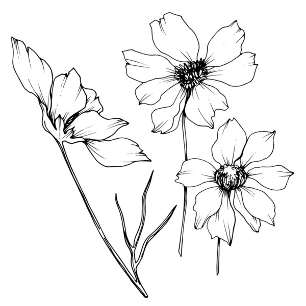 Vector Cosmos flores botánicas florales. Tinta grabada en blanco y negro. Elemento de ilustración de cosméticos aislados . — Archivo Imágenes Vectoriales