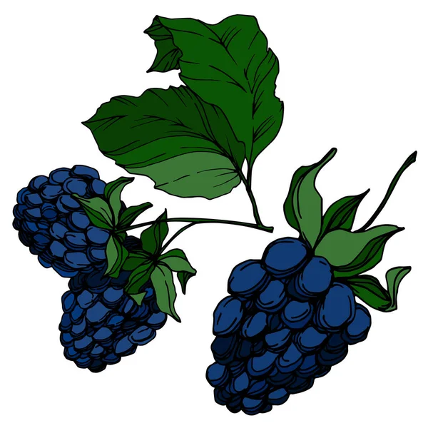 Vector Blackberry здоровое питание. Черно-белый рисунок чернил. Изолированный ягодный элемент . — стоковый вектор