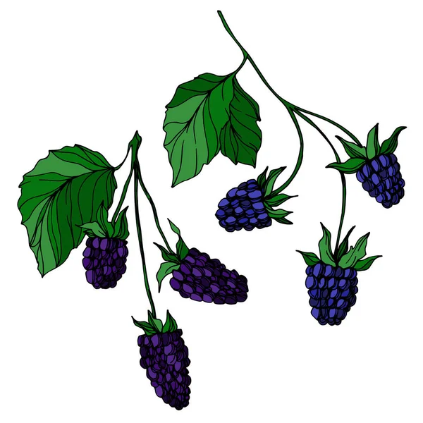 Vektor Blackberry gesunde Ernährung. Schwarz-weiß gestochene Tuschekunst. isolierte Beerenillustration Element. — Stockvektor